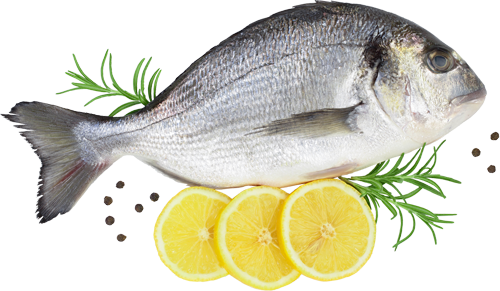 تصویر برای دسته  ماهی جنوب