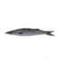 ماهی کوتر دم سیاه-(چنگو-بارکودا)
