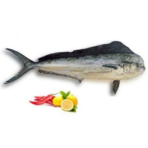 ماهی گالیت