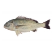 تصویر  ماهی جهرو (صبیتی)