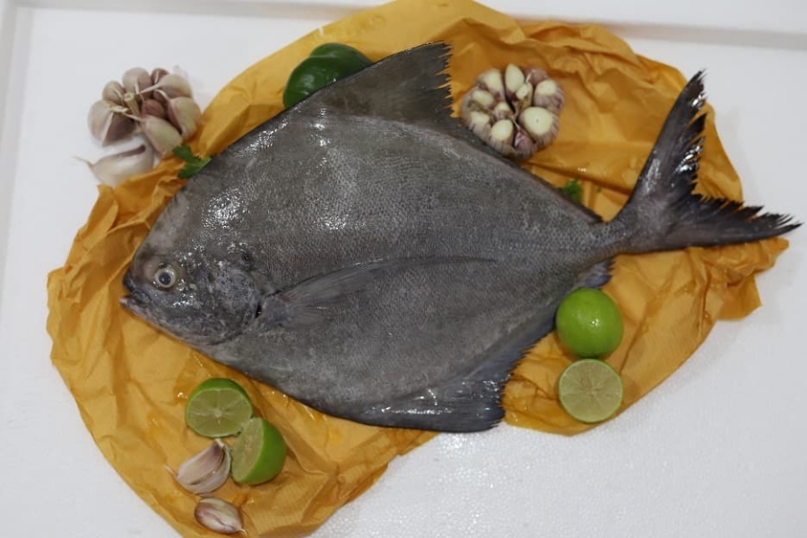 طرز تهیه ماهی حلوا مرحله به مرحله به همراه نکات کلیدی در طبخ بهتر