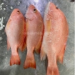 تصویر  ماهی سرخو چمن