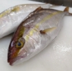 تصویر  خرید شاه ماهی جنوب (ماهی هما)، تازه و صید روز