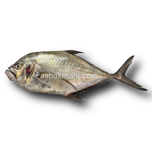 ماهی مقوا پاپیل 