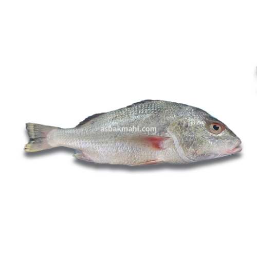 ماهی سنگسر 