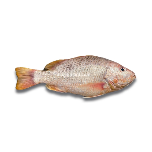 ماهی سرخو محلی (‌ سرخو اصل )