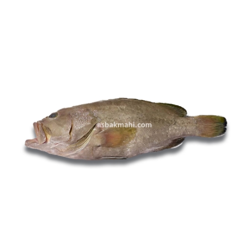 ماهی هامور سمان 