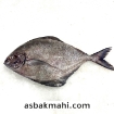 تصویر  خرید ماهی حلوا سیاه اصل جنوب، تازه و صید روز
