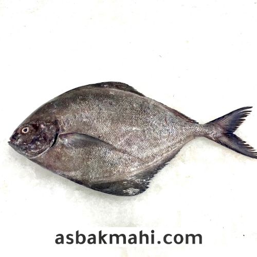 تصویر  خرید ماهی حلوا سیاه اصل جنوب، تازه و صید روز