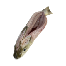 ماهی سنگسر شکم خالی 