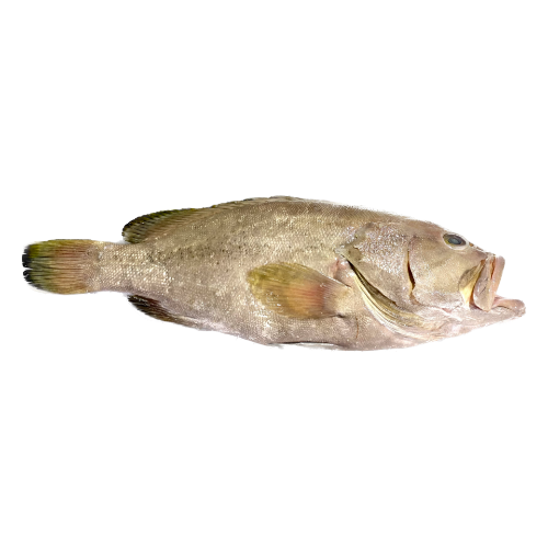 ماهی سمان