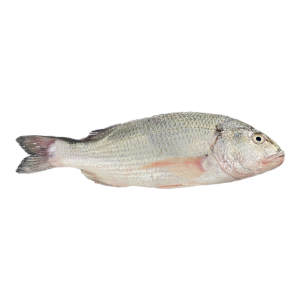 تصویر  ماهی جهرو یا صبیطی کامل 