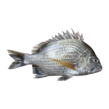 ماهی شانک سفید