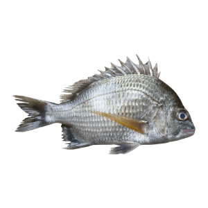 تصویر  ماهی شانک سفید کامل 