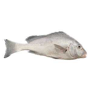ماهی خنو