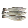خرید ماهی شوریده متوسط 