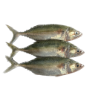ماهی طلال 