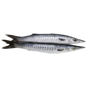 تصویر  ماهی کوتر دم سیاه پاک نشده ( سالم ) 