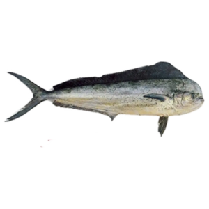 تصویر  ماهی گالیت یا آنفلوس پاک نشده ( سالم ) 