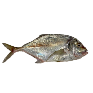 تصویر  ماهی مقوا سفید یا جش سفید پاک نشده (‌ سالم ) 