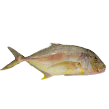 تصویر  ماهی مقوا دبزی کامل 