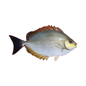تصویر  ماهی صافی کامل