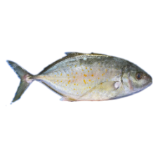 تصویر  ماهی مقوا خال زرد کامل 