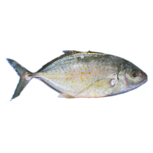 تصویر  ماهی مقوا خال زرد پاک نشده 
