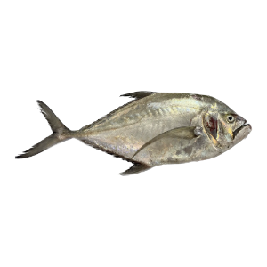تصویر  ماهی مقوا پاپیل کامل 
