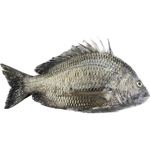 تصویر  ماهی شانک سیاه کامل 