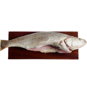 تصویر  ماهی شوریده  پاک شده ( شکم خالی  )‌