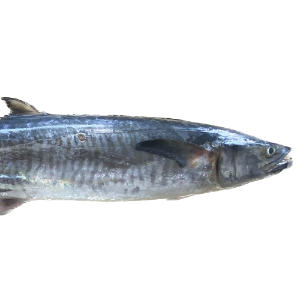 تصویر  ماهی شیربزرگ کامل 