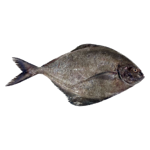 تصویر  ماهی حلوا سیاه  پاک نشده ( سالم )