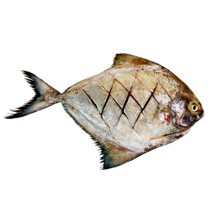 تصویر  ماهی حلوا سیاه پاک شده ( شکم خالی )