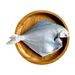 تصویر  ماهی حلواسفید بزرگ شکم خالی 