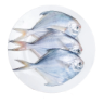 خرید ماهی حلوا سفید متوسط