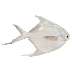 تصویر  ماهی حلوا سفید بزرگ کامل