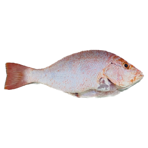 تصویر  ماهی سرخو شکم خالی