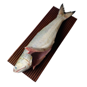 تصویر  ماهی راشگو پاک شده ( شکم خالی  )