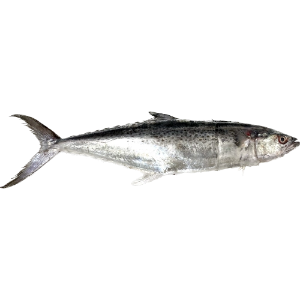 تصویر  ماهی قباد کامل 