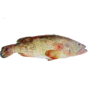 تصویر  ماهی هامور کامل