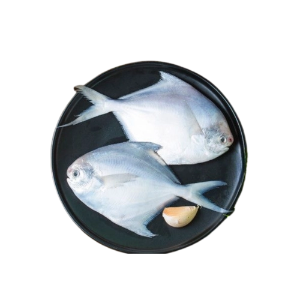 تصویر  ماهی حلوا سفید متوسط کامل 