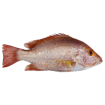 تصویر برای دسته  ماهی سرخو 
