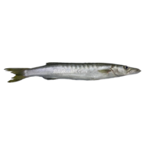 تصویر برای دسته  ماهی چنگو ( باراکودا ) 