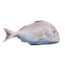 تصویر برای دسته  ماهی شانک 