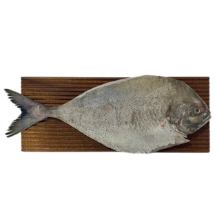 ماهی حلوا سیاه شکم خالی 