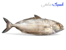 خرید ماهی حمام یا کبوتر 