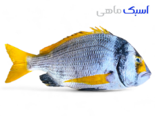 خرید ماهی دختر ناخدا یا شانک بحرینی
