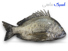 ماهی شانک سیاه