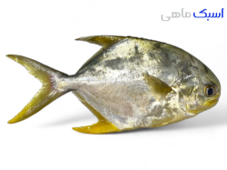 خرید پرستو ماهی ( مقوا تنگل ) 